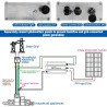 DEWIN Mikrowechselrichter, 700W MPPT Solar PV Mikro Wechselrichter Anti-Rückfluss CT Grid Tie Inverter DC18V-50V zu AC230V