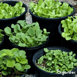 Flüssigdünger Für Die Wachstumsphase – 1 L Für 500 L - Spezieller Grow Dünger Für Kräftiges Pflanzenwachstum – Schnelle