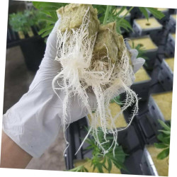 BESTonZON 100 Stück Indoor Hydroponic Starter Plugs Anzuchtwürfel für Pflanzen für DIY Projekte Lösung für Gemüse Garten Hohe