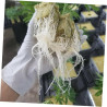 BESTonZON 100 Stück Indoor Hydroponic Starter Plugs Anzuchtwürfel für Pflanzen für DIY Projekte Lösung für Gemüse Garten Hohe
