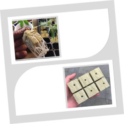 BESTonZON 100 Stück Indoor Hydroponic Starter Plugs Anzuchtwürfel für Pflanzen für DIY Projekte Lösung für Gemüse Garten Hohe