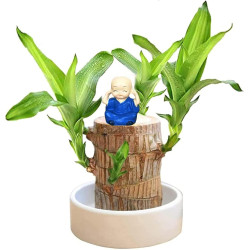 Brazilian Wood Lucky Wood Brazilian Wood Plant,Brasilien Pflanzen,Glücksholz Aus Brasilien,Sprouting Lucky Brazilian Wood
