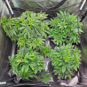 Coffee Life Plus Scrog Netz Pflanzennetz Grow Netz,(60x60cm) Elastic Trellis Netting with 4 Hooks,Elastic Net Trellis for