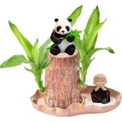 Generisch Brasilianisches Holz Hydroponic Tree Kleine Mini Glücksholz Aus Brasilien Brasilianische Holzpflanze Desktop