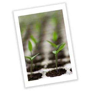 Flüssigdünger für die Wachstumsphase – Amino Power