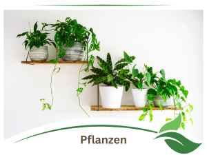 geeignete Pflanzen Hydrokultur Efeutute Yucca Drachenbaum Palmen