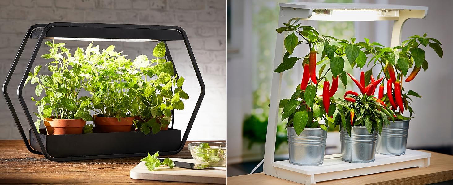 pflanze lampe topf anzucht